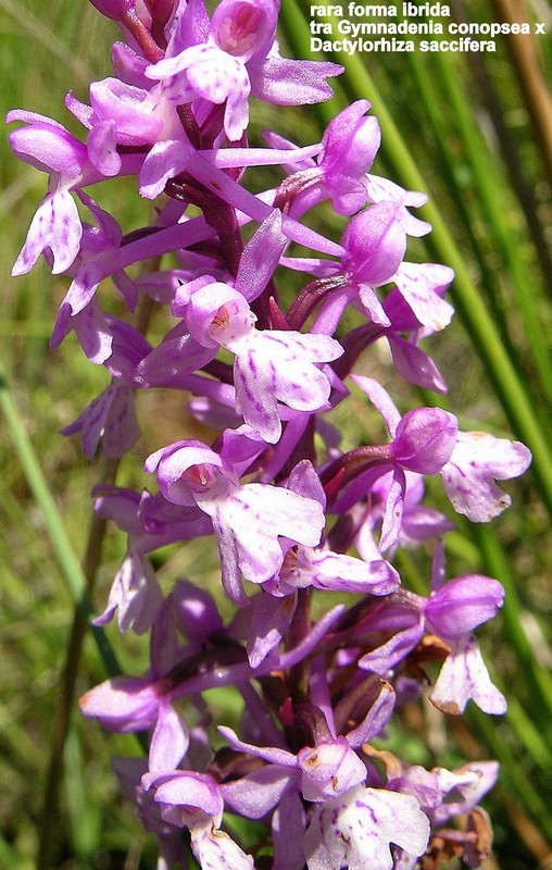 Le orchidee di Vallepietra nel Parco Naturale dei Monti Simbruini (Roma).